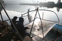 シロウオ漁の写真